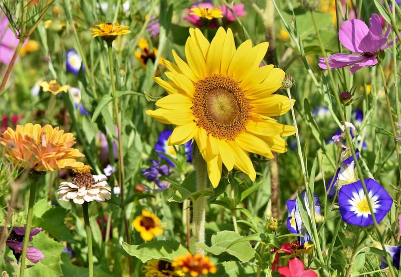 Local Gardening Community